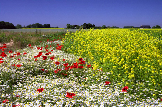 landschappen